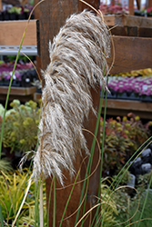 Ivory Feathers Pampas Grass (Cortaderia selloana 'Pumila') at A Very Successful Garden Center