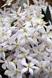 Apple Blossom Clematis (Clematis armandii 'Apple Blossom') at A Very Successful Garden Center