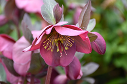 Penny's Pink Hellebore (Helleborus 'Penny's Pink') at A Very Successful Garden Center