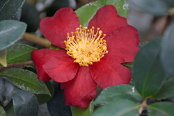 October Magic Crimson N' Clover Camellia (Camellia sasanqua 'Green 08-052') at A Very Successful Garden Center