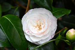 April Dawn Camellia (Camellia japonica 'April Dawn') at Lakeshore Garden Centres