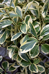Silver Queen Euonymus (Euonymus japonicus 'Silver Queen') at A Very Successful Garden Center