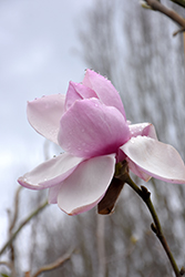 Iolanthe Magnolia (Magnolia iolanthe) at A Very Successful Garden Center