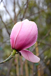 Sweetheart Magnolia (Magnolia 'Sweetheart') at Lakeshore Garden Centres