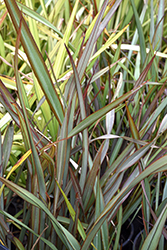 Jack Spratt New Zealand Flax (Phormium tenax 'Jack Spratt') at A Very Successful Garden Center