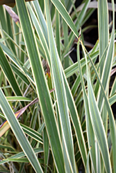 Golden Ray New Zealand Flax (Phormium 'Golden Ray') at A Very Successful Garden Center