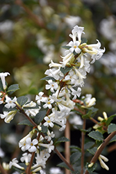 Tea Olive (Osmanthus delavayi) at A Very Successful Garden Center