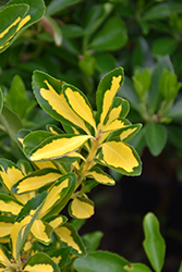 Hines Gold Japanese Euonymus (Euonymus japonicus 'Hines Gold') at Lakeshore Garden Centres