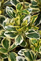 Chollipo Euonymus (Euonymus japonicus 'Chollipo') at A Very Successful Garden Center