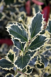 Variegated English Holly (Ilex aquifolium 'Argentea Marginata') at Lakeshore Garden Centres
