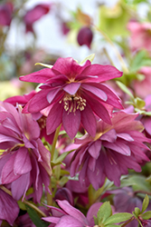 Winter Jewels Red Sapphire Hellebore (Helleborus 'Red Sapphire') at Lakeshore Garden Centres