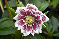 Painted Doubles Hellebore (Helleborus 'Painted Doubles') at Stonegate Gardens