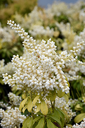White Pearl Japanese Pieris (Pieris japonica 'White Pearl') at A Very Successful Garden Center