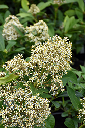 Dwarf Male Japanese Skimmia (Skimmia japonica 'Dwarf Male') at A Very Successful Garden Center