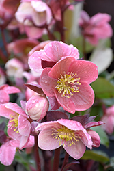 Pink Frost Hellebore (Helleborus 'COSEH 710') at A Very Successful Garden Center