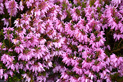 Pink Spangles Heath (Erica carnea 'Pink Spangles') at Stonegate Gardens