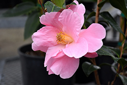 Pink Icicle Camellia (Camellia 'Pink Icicle') at A Very Successful Garden Center