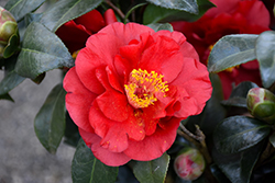 Blood Of China Camellia (Camellia japonica 'Blood Of China') at Lakeshore Garden Centres