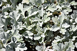 Boughton Silver Artemisia (Artemisia stelleriana 'Boughton Silver') at Stonegate Gardens