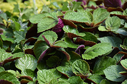 Purple Swedish Ivy (Plectranthus 'Purple') at A Very Successful Garden Center