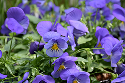 Cool Wave Blue Skies Pansy (Viola x wittrockiana 'PAS1077345') at A Very Successful Garden Center