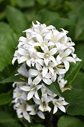 Genti White Clustered Bellflower (Campanula glomerata 'Allgentiw') at A Very Successful Garden Center