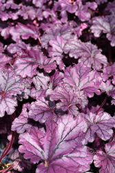 Forever Purple Coral Bells (Heuchera 'Forever Purple') at A Very Successful Garden Center