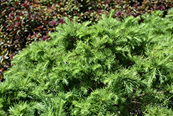 Romberg Park Dahurian Larch (Larix gmelinii 'Romberg Park') at A Very Successful Garden Center