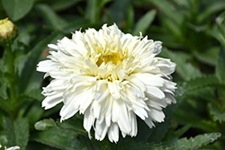 Macaroon Shasta Daisy (Leucanthemum x superbum 'Macaroon') at A Very Successful Garden Center