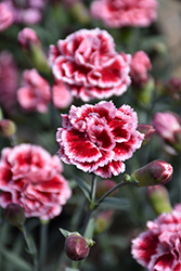 Scent First Sugar Plum Pinks (Dianthus 'WP IAN04') at Lakeshore Garden Centres