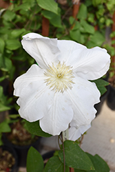 Madame Le Coultre Clematis (Clematis 'Madame Le Coultre') at Lakeshore Garden Centres