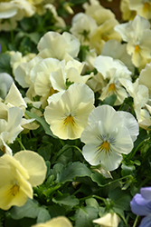 Cool Wave Yellow Pansy (Viola x wittrockiana 'PAS904972') at A Very Successful Garden Center