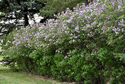 Katherine Havemeyer Lilac (Syringa vulgaris 'Katherine Havemeyer') at A Very Successful Garden Center