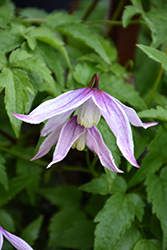 Willy Clematis (Clematis alpina 'Willy') at Lakeshore Garden Centres