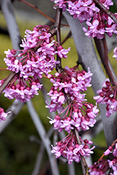 Lavender Twist Redbud (Cercis canadensis 'Covey') at Stonegate Gardens