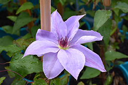 Shine On Violet Clematis (Clematis 'Shine On Violet') at Lakeshore Garden Centres