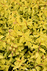 Golden Carpet Spirea (Spiraea x bumalda 'Golden Carpet') at A Very Successful Garden Center