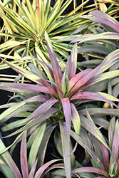 Purple Spanish Bayonet (Yucca aloifolia 'Purpurea') at A Very Successful Garden Center