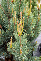 Dwarf Blue Scotch Pine (Pinus sylvestris 'Glauca Nana') at A Very Successful Garden Center