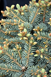 Byland's Blue Dwarf Colorado Spruce (Picea pungens 'ByJohn') at Stonegate Gardens