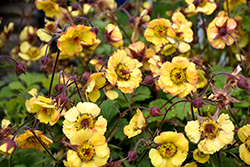 Tequila Sunrise Avens (Geum 'Tequila Sunrise') at A Very Successful Garden Center