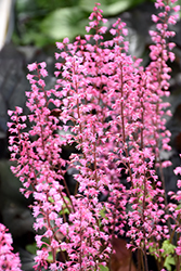 Dayglow Pink Foamy Bells (Heucherella 'Dayglow Pink') at Stonegate Gardens