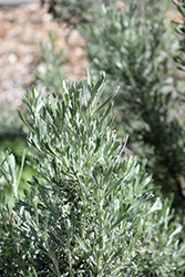 Large Wormwood (Artemisia arborescens) at Stonegate Gardens