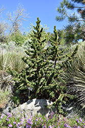 Bristlecone Pine (Pinus aristata) at Stonegate Gardens