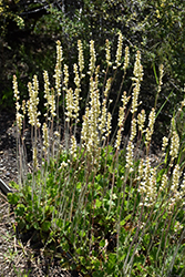 Richardson's Prairie Alumroot (Heuchera richardsonii) at Stonegate Gardens