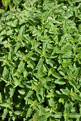 Greek Oregano (Origanum vulgare ssp. hirtum) at A Very Successful Garden Center