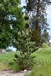Select Green Austrian Pine (Pinus nigra 'Select Green') at Stonegate Gardens