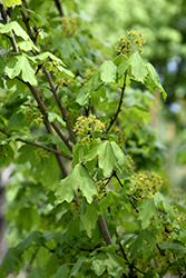 Metro Gold Hedge Maple (Acer campestre 'Panacek') at Lakeshore Garden Centres