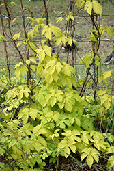 Bianca Ornamental Golden Hops (Humulus lupulus 'Bianca') at A Very Successful Garden Center