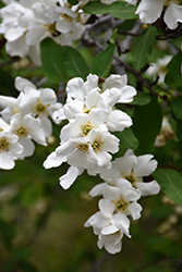Pearlbush (Exochorda x macrantha) at Stonegate Gardens